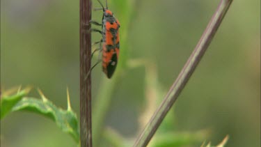 An extreme close up of an insect on a flower