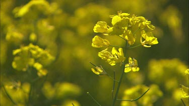 Close up of rapeseed