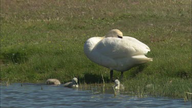 A swan with cygnets in the grass close to the water