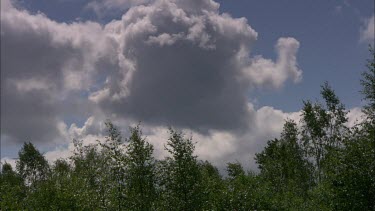 View of the sky over the treetops