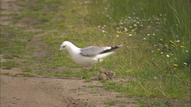 A sea gull with baby sea gulls are walking on the grass