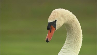 Close up of two swans