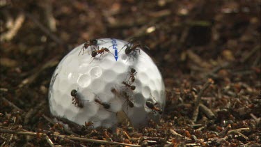 Close up of ants in a ant hill, crawling on a golf ball