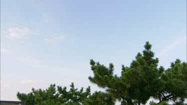 An airplain flying in the background behind a pine tree in the foreground in USA