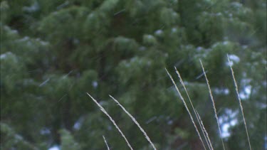 Snow falling with Common Juniper in the background