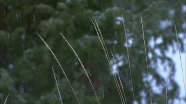Snow falling with Common Juniper in the background