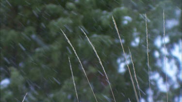 Heavy snow falling with Common Juniper in the background