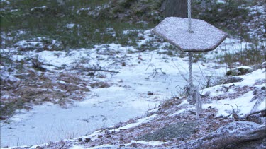 The end of a rope swing with a snowy background