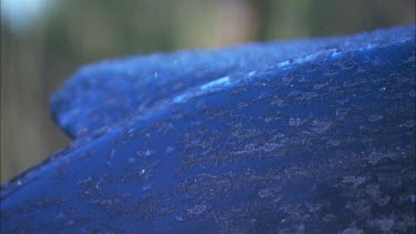 Close up of ice formed on a blue car.