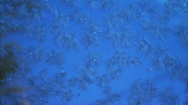 Close up of ice formed on a blue car.