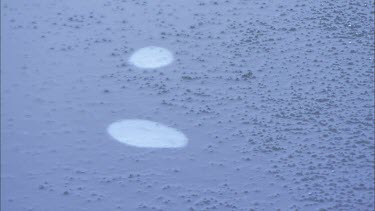 Newly formed ice over a lake with air bubbles trapped under.