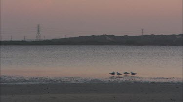 Seagulls on beach.