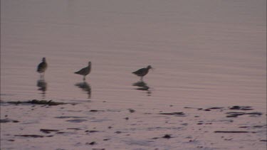 Birds in water close to a beach.