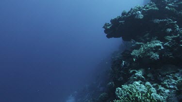 Eye level coral reef drop off. Some fish swimming. Filtered sun's rays. Some small movement of camera.