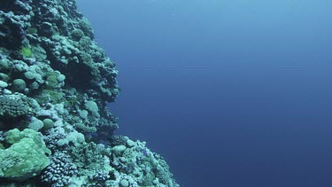 Eye level coral reef drop off. Some fish swimming. Some small movement of camera.