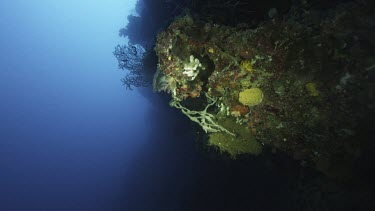 coral and algae, fan corals