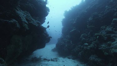 Rocky seabed underwater, coral tropical seas. Tropical fish. Contrast light and dark.