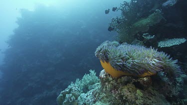 Basket anemone with waving tentacles, filter feeding in ocean current. See anemone fish, and other black tropical fish.