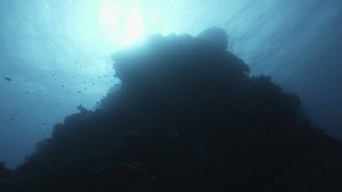 Low angle looking up at coral bommie, bomera, or coral rock outcrop. See sunlight filtering above. Contrast light and darkness.