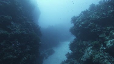 rocky seabed, coral reef and sandy seafloor. Contrast light and dark. Small fish backlit.