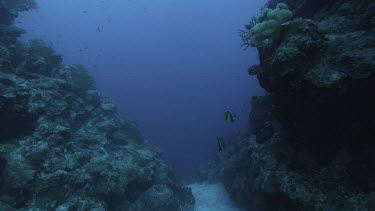 Coral drop off and sandy seabed, shallow waters. Few tropical fish, black, yellow white striped butterflyfish.