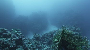 High angle coral reef, rocky seabed. Few fish in distance.