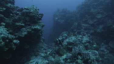 Track pov point of view swimming over coral reef, swimming slowly into blue water.