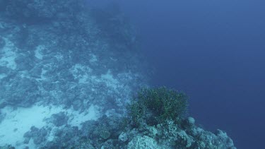 High angle looking down over coral and rock, green hard coral. Very slow camera movement, like POV floating or suspended in water.