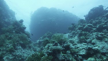 Coral reef teeming with life, schools of fish. Low angle looking up at fish some black and white ones.