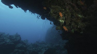 Small orange tropical fish swimming under coral reef ledge