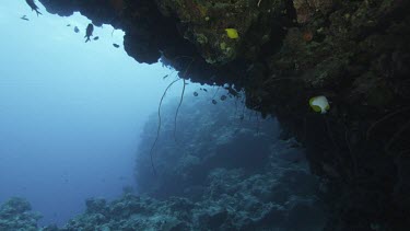 Coral reef teeming with life, schools of fish. Low angle looking up at fish swimming under ledge