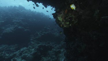 Coral reef teeming with life, schools of fish. Low angle looking up at fish swimming under ledge