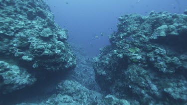 Ocean plate with white tipped reef shark also small butterflyfish