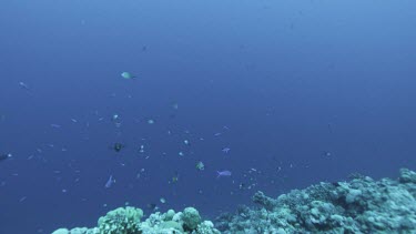 Coral reef teeming with life, schools of fish. colourful, colorful fish