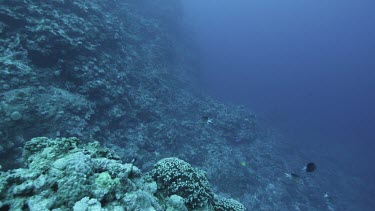 Coral reef teeming with life, schools of fish. colourful, colorful fish