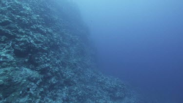 Ocean plate of coral reef. Purple fish swims past (could be a snapper), long fin of butterflyfish couple swims past.