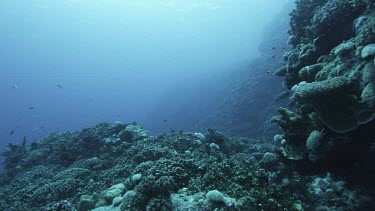 Coral reef teeming with life, schools of fish.