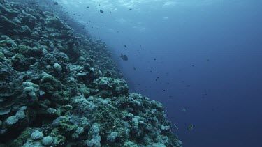 Coral reef plate with fish