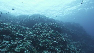 Coral bommie, low angle looking up at silhouette backlit fish