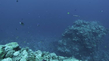 Coral reef teeming with life, schools of fish.