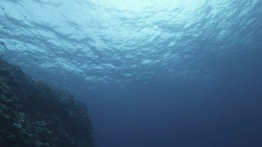 Ocean plate low angle looking up at surface of water, sunlight filtering in. Only few small fish.