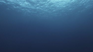 Ocean plate low angle looking up at surface of water, sunlight filtering in.