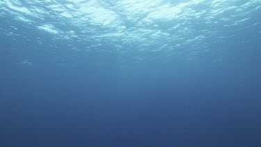 Ocean plate low angle looking up at surface of water, sunlight filtering in.