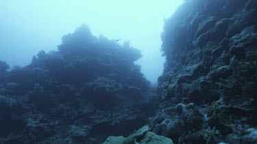 Ocean plate no fish, rock and coral, very eerie shot.