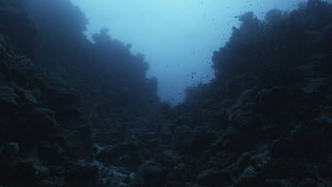 Ocean plate eerie coral reef shot with schools of fish, teeming with life.