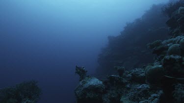 Ocean plate low angle looking up at surface of water, sunlight filtering in. In far distance school of fish silhouette backlit swim past.