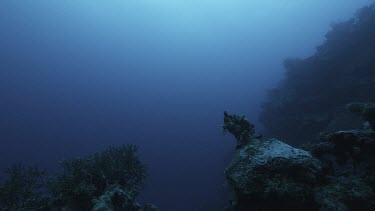 Ocean plate low angle looking up at surface of water, sunlight filtering in.