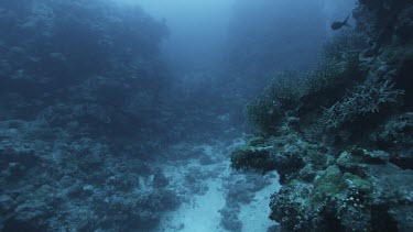 Ocean plate eerie coral reef shot green coral and algae.