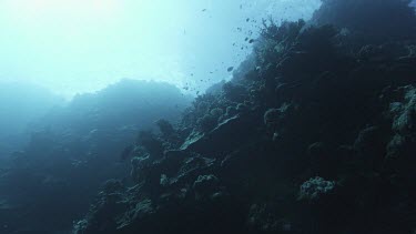 Low angle looking up, schools of fish silhouette