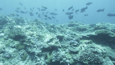 Track over coral reef with large schools of fish